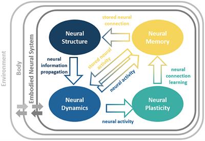 NeuroVis: Real-Time Neural Information Measurement and Visualization of Embodied Neural Systems